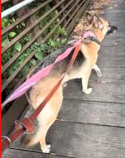 An adult medium-sized female German Shepherd Dog dog named Ida for adoption in Paris, KY