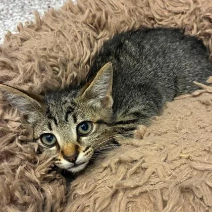 A baby small-sized male Domestic Short Hair cat named Dinky for adoption in Gastonia, NC