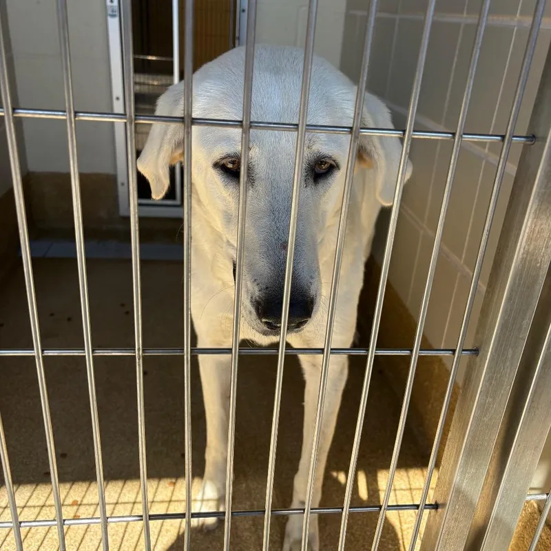 An adult large-sized female Great Pyrenees dog named Katherine for adoption in League City, TX