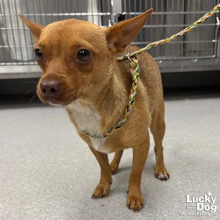 A young small-sized female Chihuahua dog named Frappe for adoption in Washington, DC