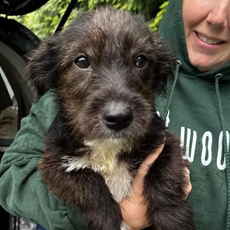 A baby medium-sized male Brown / Chocolate Schnauzer dog named Ny Louie Avail May for adoption in Stormville, NY
