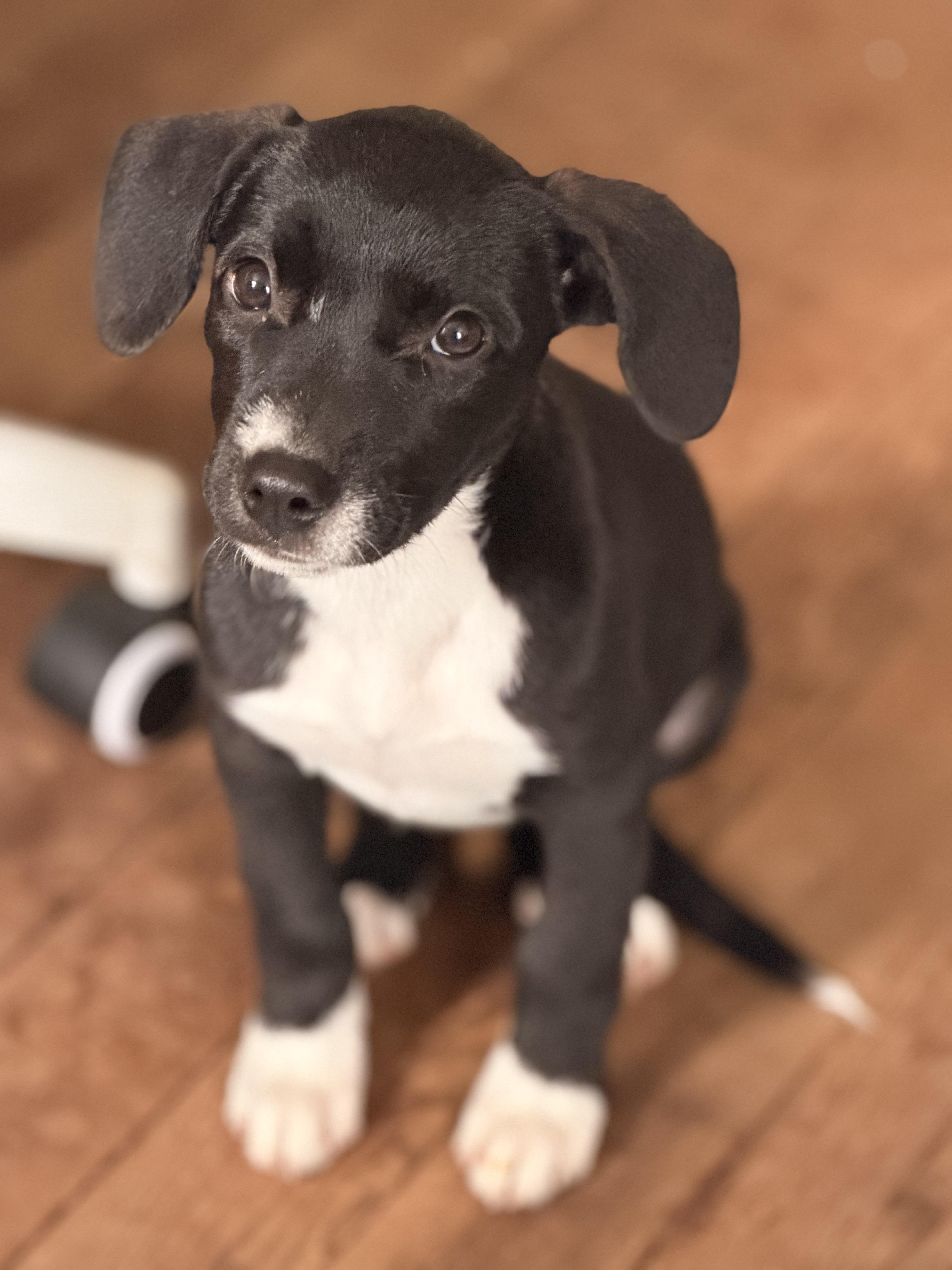 A baby medium-sized female Labrador Retriever dog named Dottie for adoption in Carmel, NY