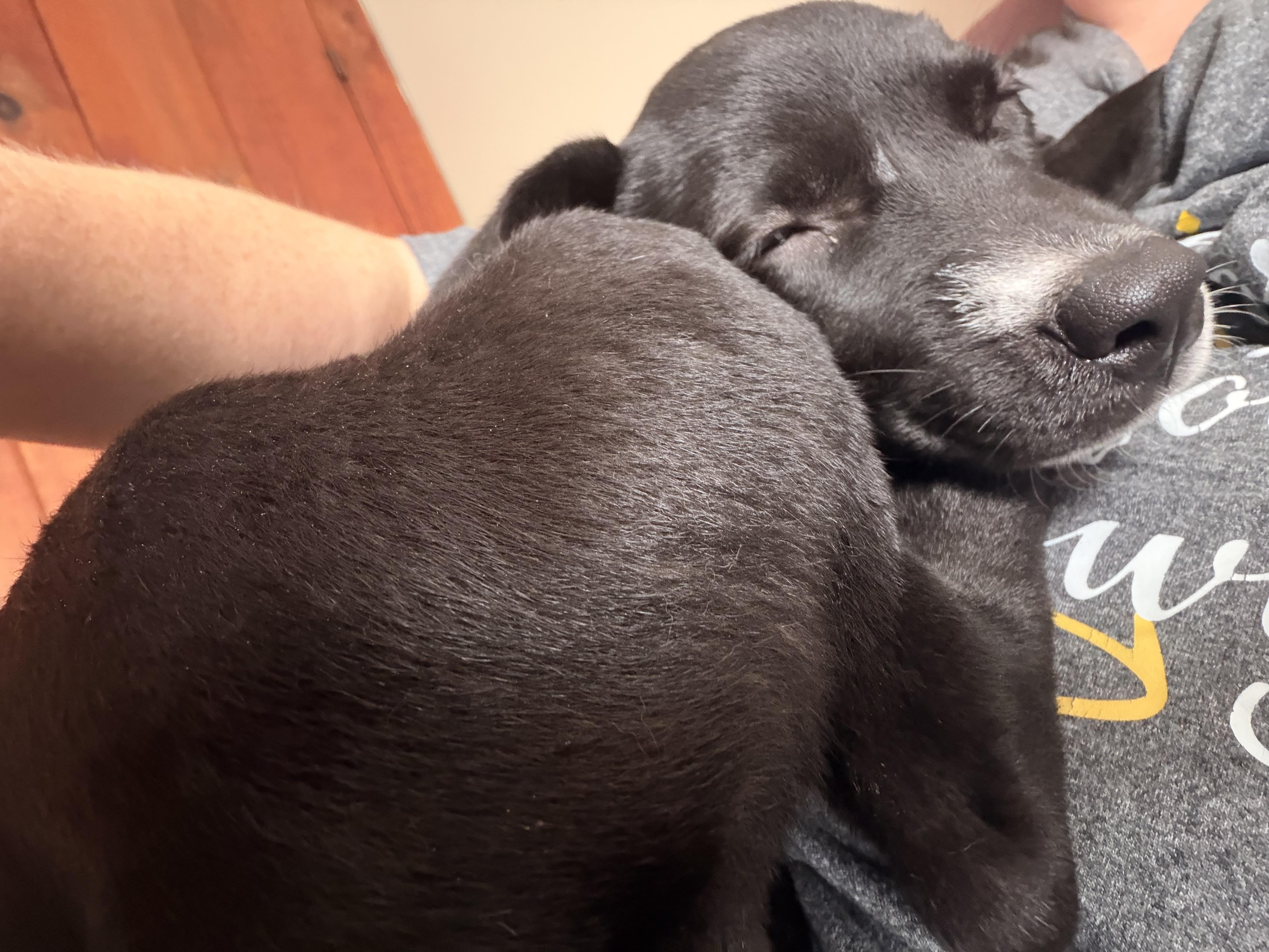 Dottie thumbnail 3