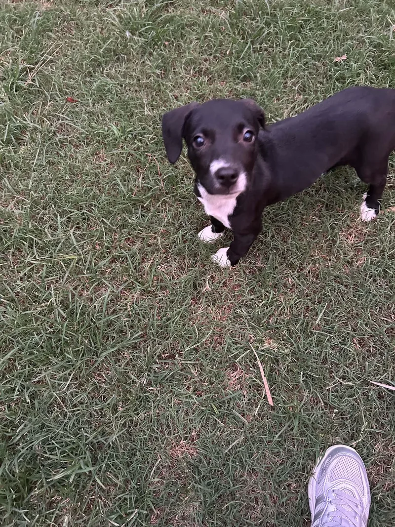 Dottie thumbnail 5