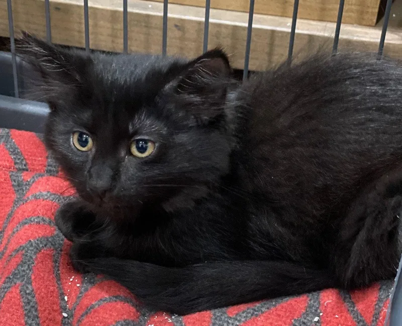 A baby medium-sized female Black Domestic Medium Hair cat named Linden for adoption in Island Lake, IL