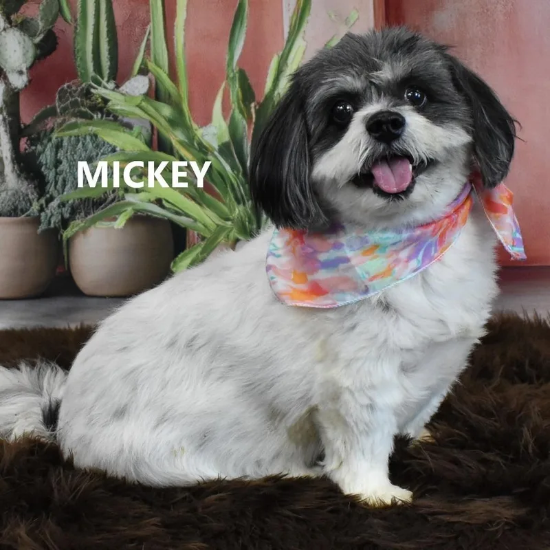 Mickey thumbnail 2