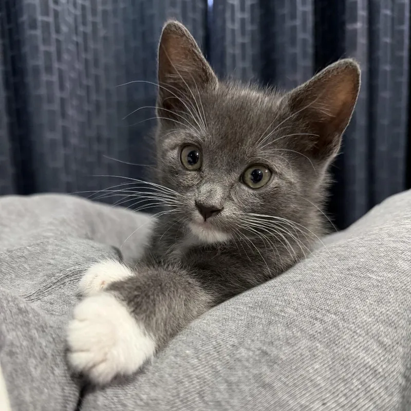 A baby small-sized male Gray / Blue / Silver Domestic Short Hair cat named Misty for adoption in Oceanside, NY