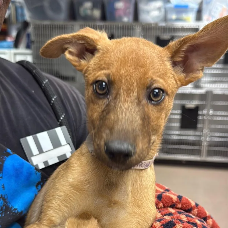 A baby small-sized male Yellow / Tan / Blond / Fawn Shepherd dog named Mouse for adoption in Mission Hills, CA