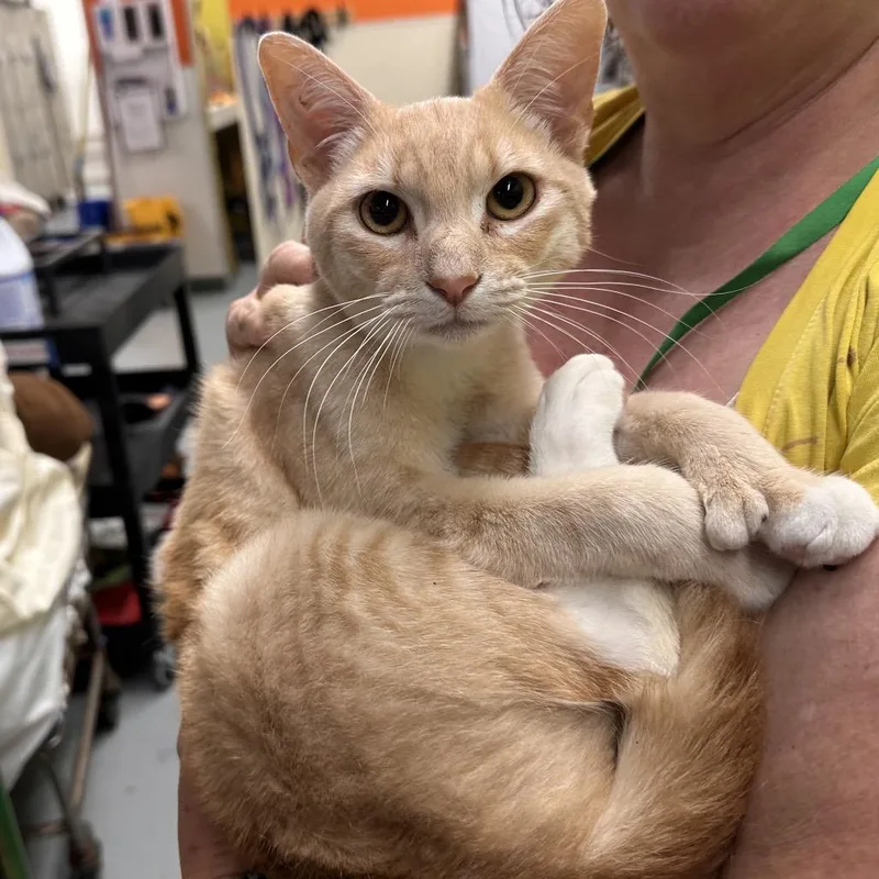 A young medium-sized male Orange / Red Domestic Short Hair cat named Toeeee for adoption in Point Richmond, CA