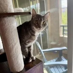 A young medium-sized female Gray / Blue / Silver Domestic Short Hair cat named Lucy for adoption in Tempe, AZ