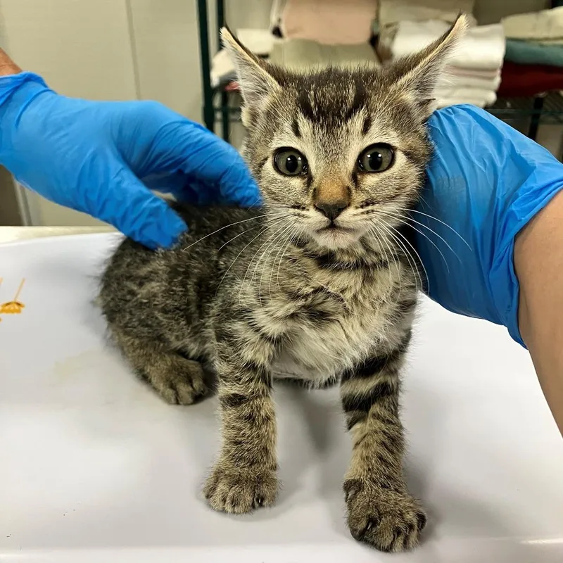 A baby small-sized male Gray / Blue / Silver Domestic Short Hair cat named Wallace for adoption in Las Cruces, NM