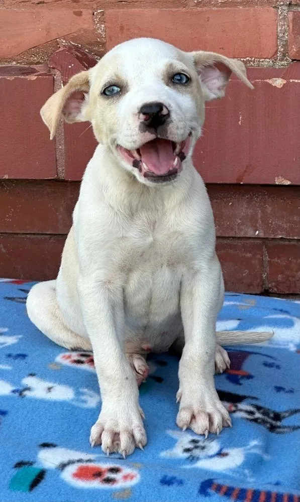 A baby large-sized female White / Cream Mixed Breed dog named Ryba for adoption in Groveland, MA