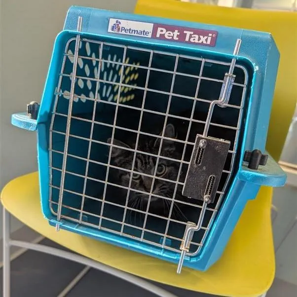 An adult medium-sized female Gray / Blue / Silver Domestic Long Hair cat named Sunflower for adoption in Greensboro, NC