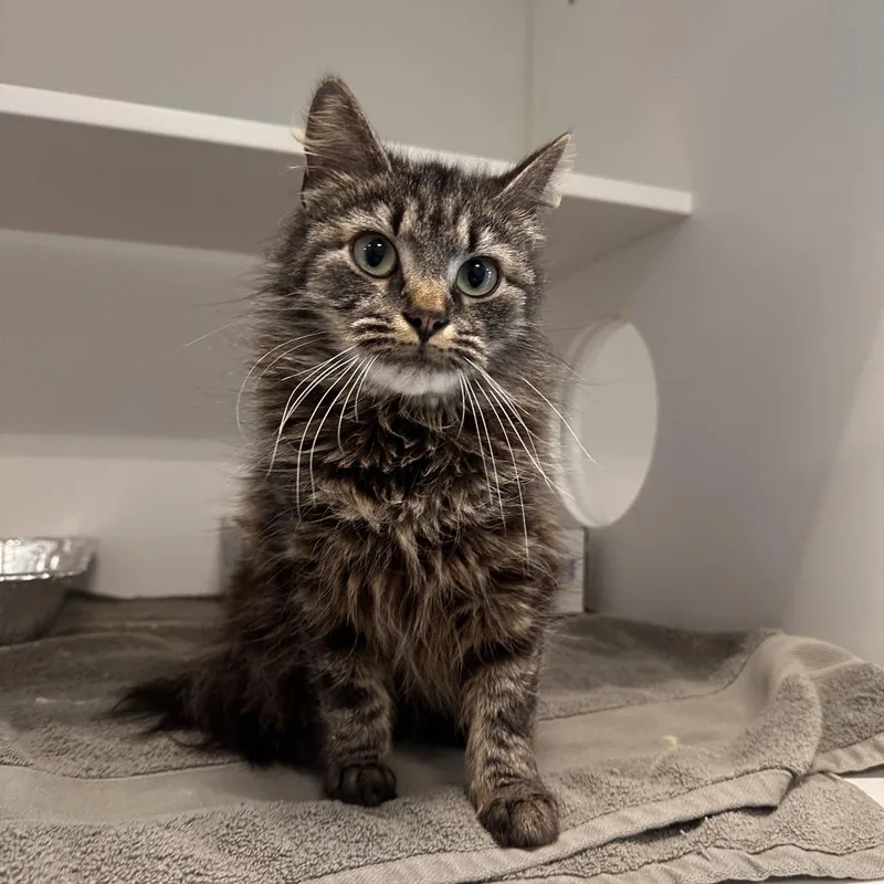 Sunflower thumbnail 2