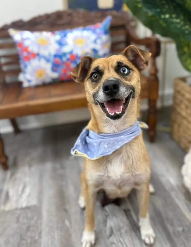 An adult medium-sized female Yellow / Tan / Blond / Fawn Chihuahua dog named Meg My Girl for adoption in Friendswood, TX