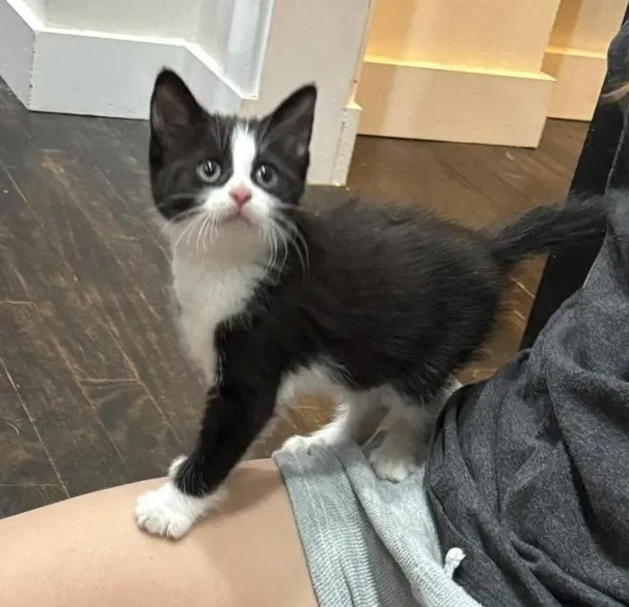 A young medium-sized female Black & White / Tuxedo Domestic Short Hair cat named Busy Spider for adoption in Germansville, PA