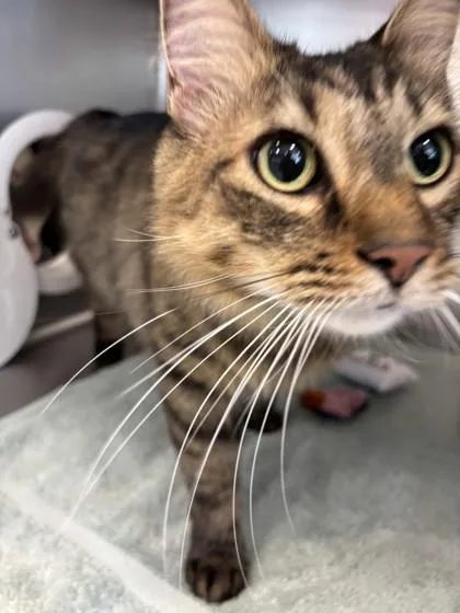 An adult small-sized male Domestic Long Hair cat named Louie for adoption in Scotia, NY