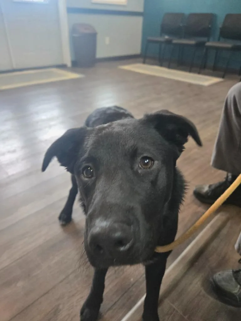 A baby medium-sized male Labrador Retriever dog named Cash for adoption in Greencastle, IN
