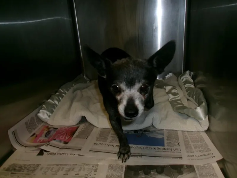 A senior small-sized male Chihuahua dog named Carlitos for adoption in Van Nuys, CA