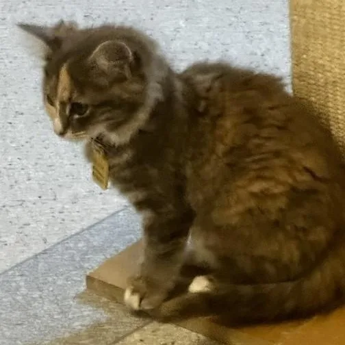 A baby medium-sized female Dilute Calico cat named Monica  Gorgeous  for adoption in Hoquiam, WA