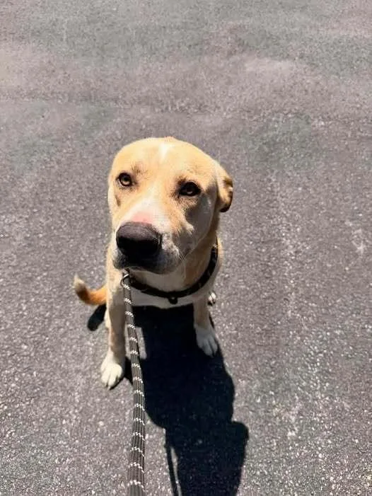 A young large-sized male White / Cream Labrador Retriever dog named Porkchop for adoption in Hillsboro, OH