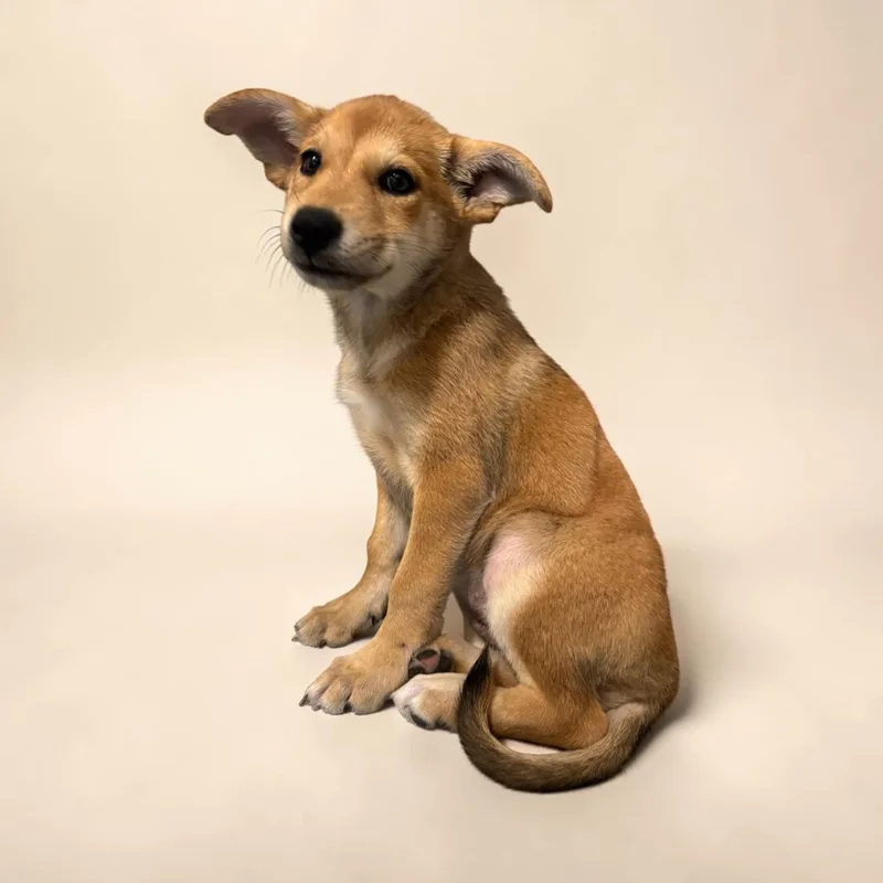 A baby medium-sized female Yellow / Tan / Blond / Fawn Shepherd dog named Sunny for adoption in Kenedy, TX