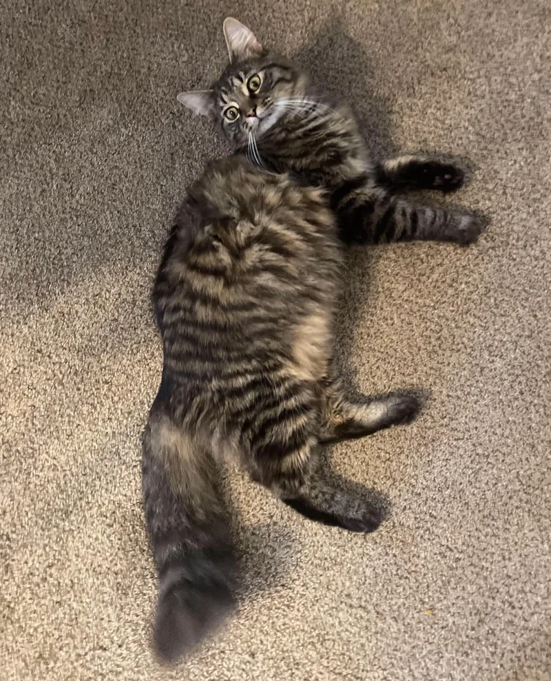 A young large-sized male Tabby (Brown / Chocolate) Maine Coon cat named Toby for adoption in Inez, KY
