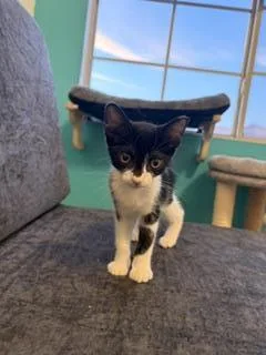 A baby small-sized male Black Domestic Short Hair cat named Porky Pig for adoption in Chandler, AZ