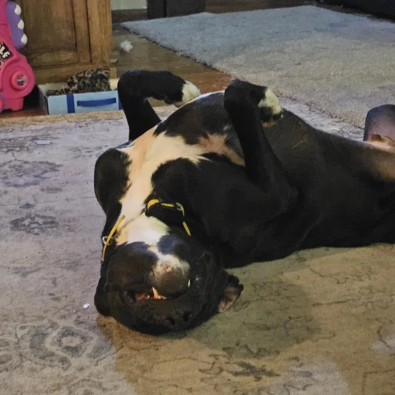 Tonka
