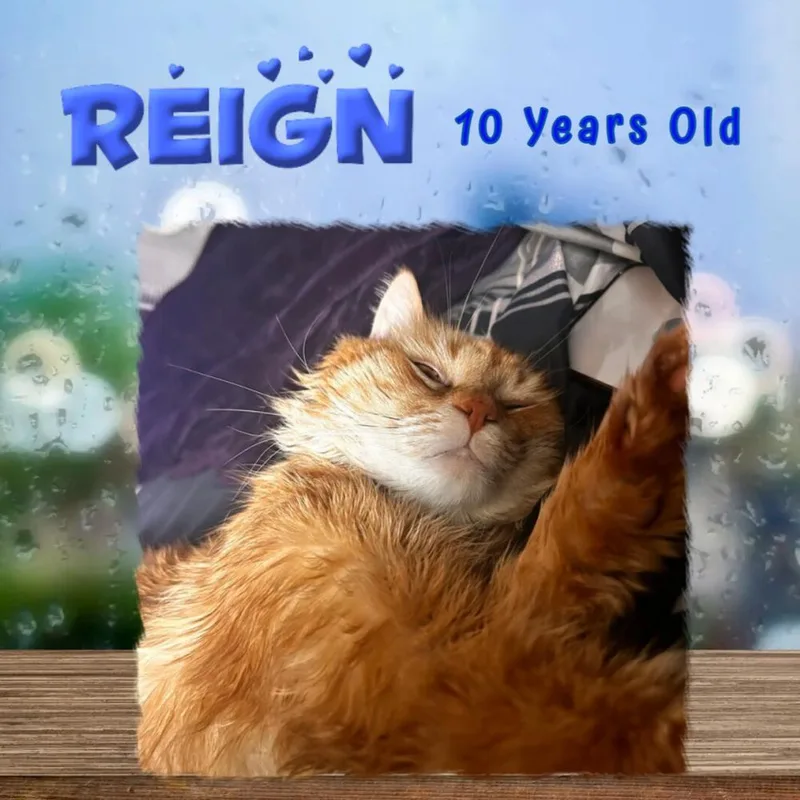 An adult large-sized male Tabby (Orange / Red) Domestic Short Hair cat named W Reign for adoption in Southbury, CT
