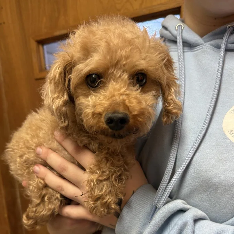 Winifred thumbnail 2