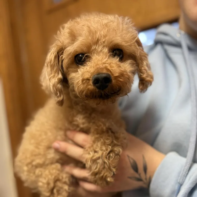 Winifred thumbnail 3