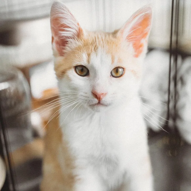 A baby small-sized male Orange / Red Domestic Short Hair cat named Vesuvius Jessup for adoption in Eagle Mountain, UT