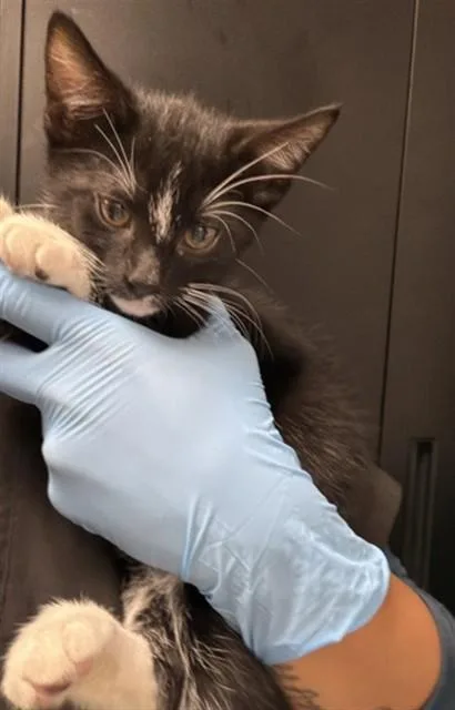 A baby small-sized female Domestic Short Hair cat named Gretchen for adoption in San Bernardino, CA