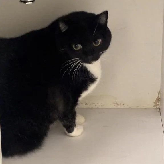 An adult extra large-sized female Black Domestic Short Hair cat named Alchemy for adoption in Jacksonville, FL