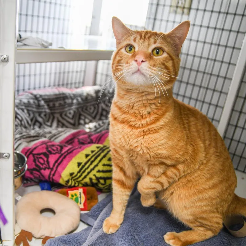 A young large-sized male Domestic Short Hair cat named Fuego for adoption in Ewing, NJ