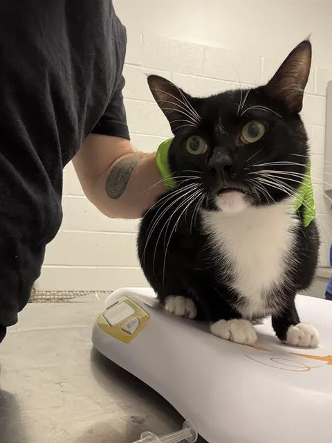 A young small-sized male Domestic Short Hair cat named Senje for adoption in Indianapolis, IN