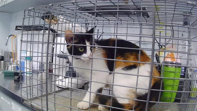 An adult medium-sized female Domestic Short Hair cat named Rosemary for adoption in Charlotte, NC