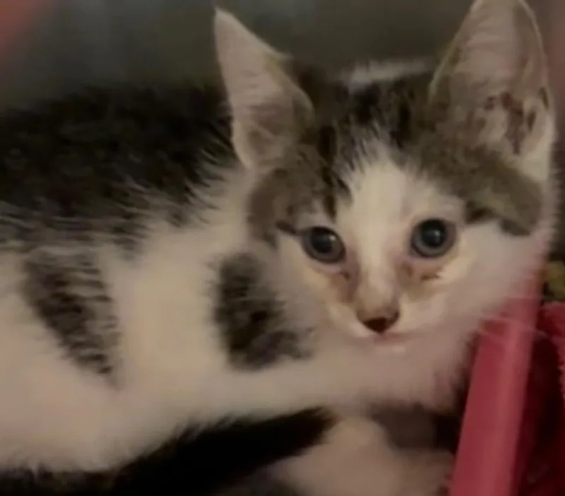 A baby small-sized male Domestic Short Hair cat named Cassian for adoption in Elizabethton, TN