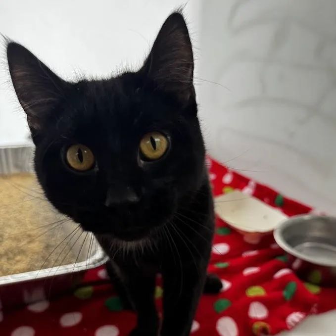 An adult medium-sized male Black Domestic Short Hair cat named Jay for adoption in Waterloo, IA