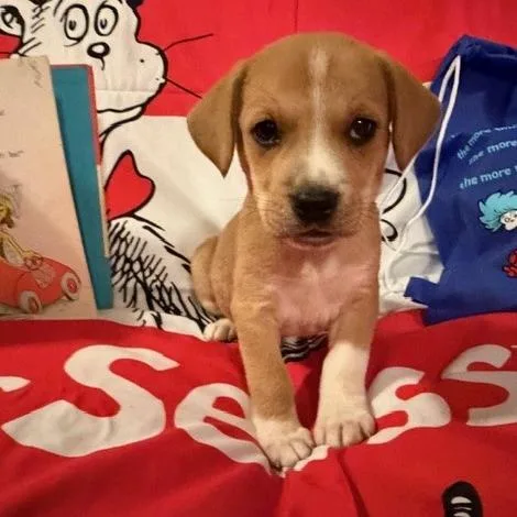 A baby small-sized female Brown / Chocolate Beagle dog named Yertle for adoption in Normal, IL