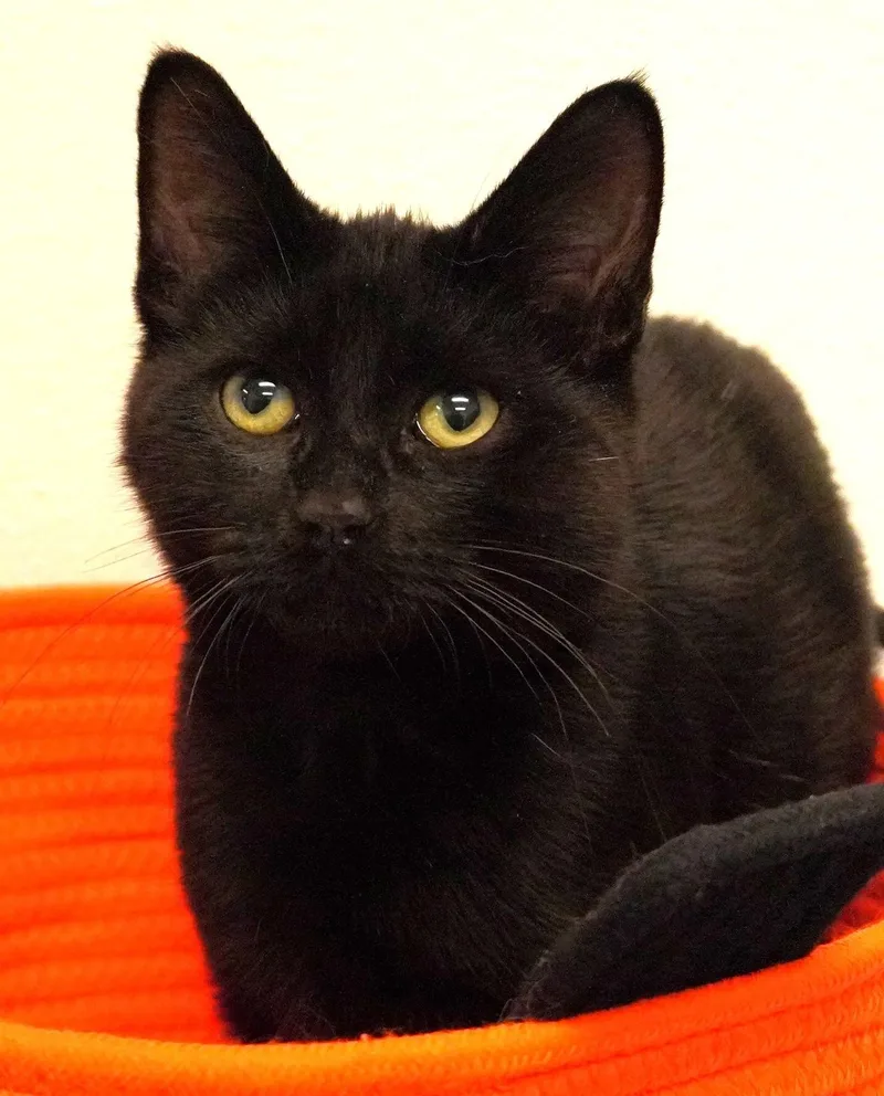 A baby medium-sized male Domestic Short Hair cat named Montana for adoption in Grants Pass, OR