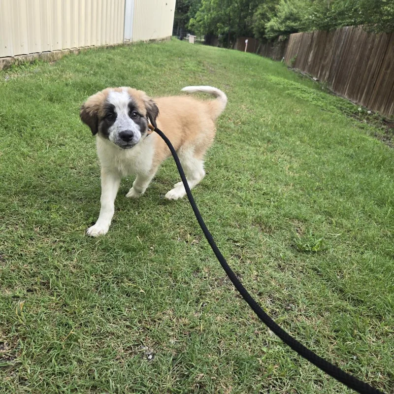 A baby large-sized female Tricolor (Brown, Black, & White) Great Pyrenees dog named Sloane for adoption in Mansfield, TX