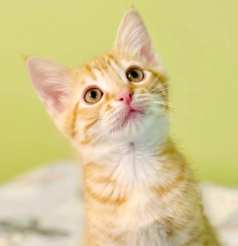 A baby small-sized male Tabby (Orange / Red) Tabby cat named Comet is cataclysmically amazing for adoption in Bedford Hills, NY