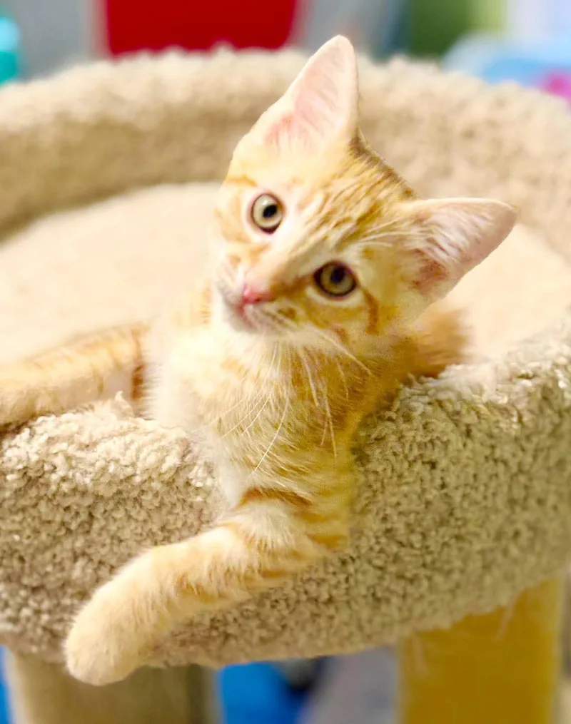 Comet is cataclysmically amazing thumbnail 2