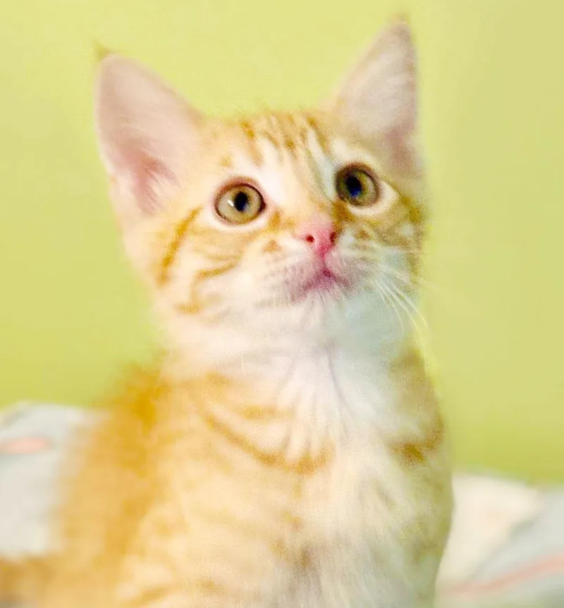 Comet is cataclysmically amazing thumbnail 3