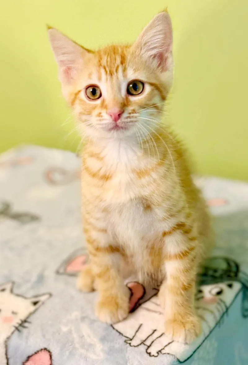 Comet is cataclysmically amazing thumbnail 4