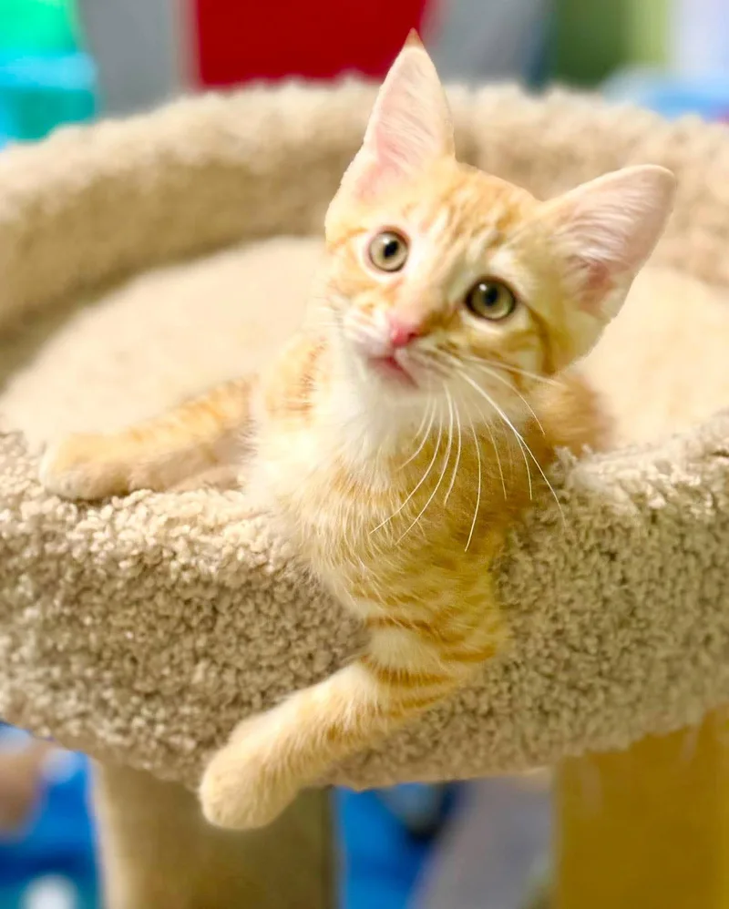 Comet is cataclysmically amazing thumbnail 5