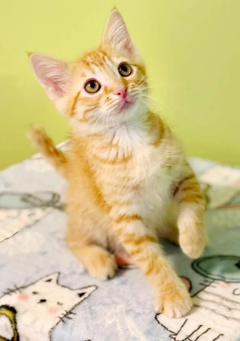 Comet is cataclysmically amazing thumbnail 6