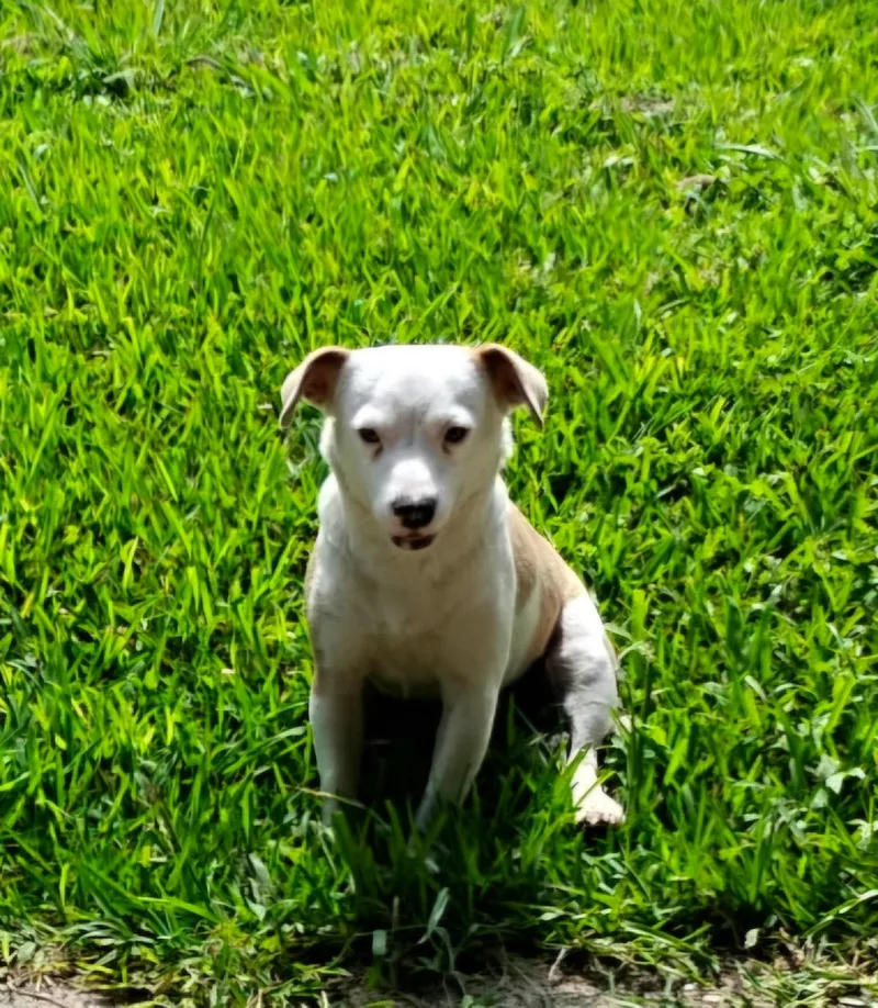An adult medium-sized female White / Cream Jack Russell Terrier dog named Maypearl BRT for adoption in Missouri City, TX